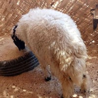 ما جايبه • درجة أولى • الفهود