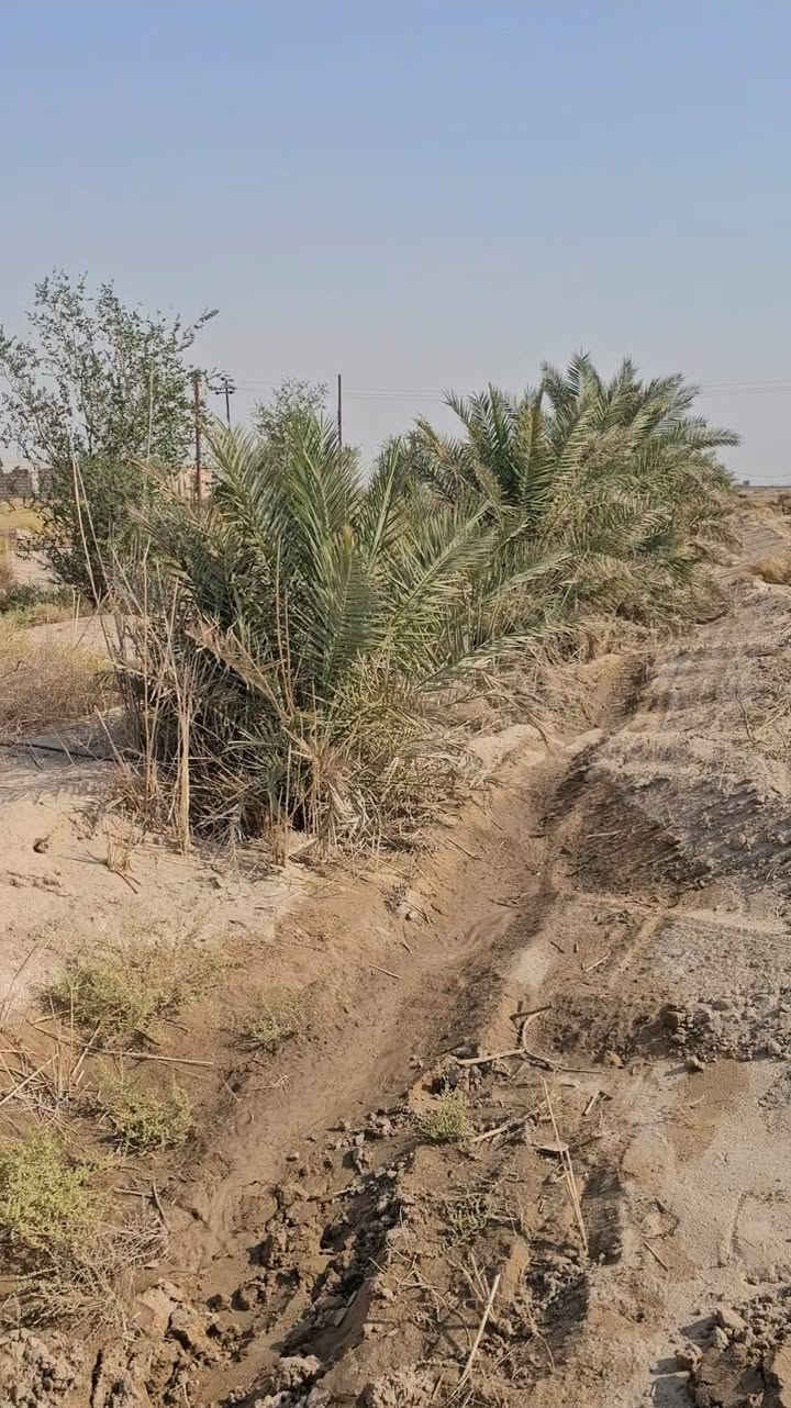 ارض زراعي ١٣٧دونم بالرحاب بيه بير وماطور الارض معدله ليزر ومزروعه حالياً وبيه بيت وبيه ٤٠ نخله وسدر
***********
