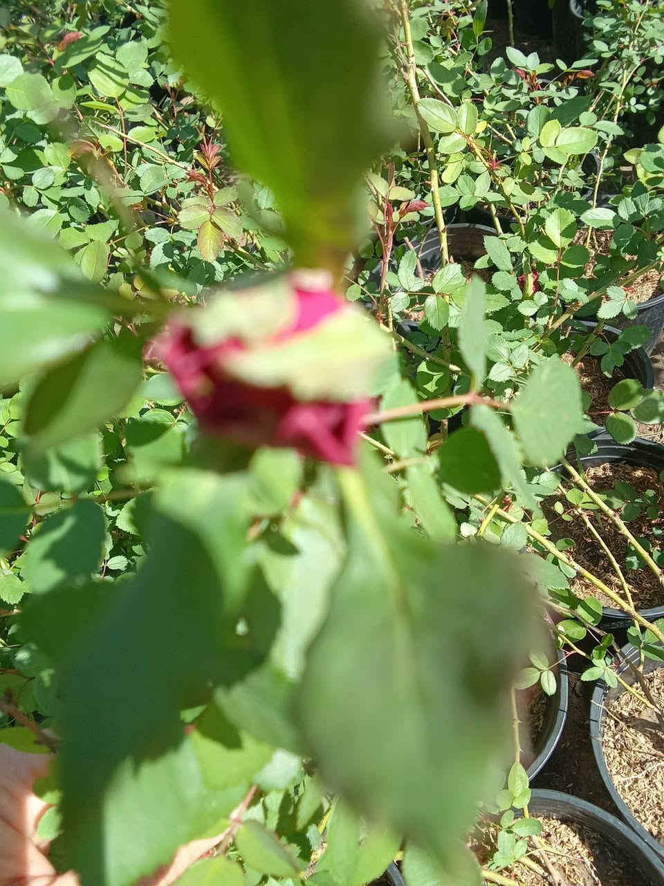 جوري سلطاني حجم كبير ب٦
التوصيل داخل بغداد فقط 
للطلب***********
واتساب
