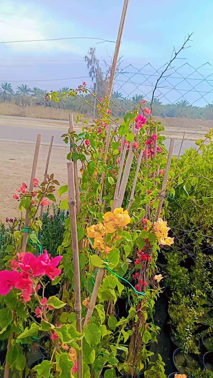 السلام عليكم 
مشتل سيد حسين قرب جسر الصويره 
يوجد كافت انواع الأشجار الحمضيات والضليات والزينه 
عرض العيد كله جوه السوك 
***********
