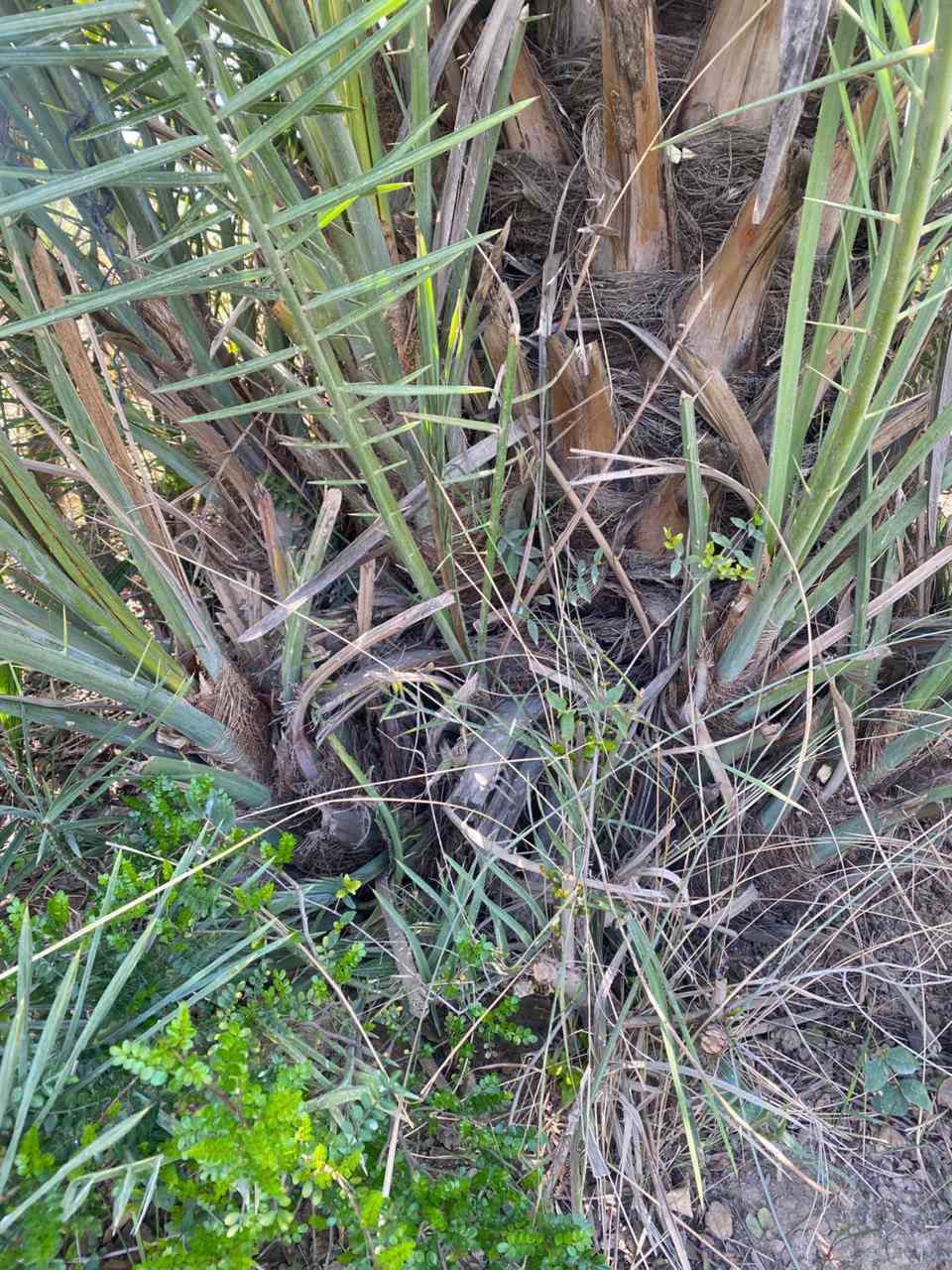 فسايل تبرزل للبيع الشراي يجي خاص مكاني التاجي


**إذا كنت صاحب هذا الإعلان وتريد حذفه لأي سبب، رجاءا أرسل رسالة إلى الدعم الفني**