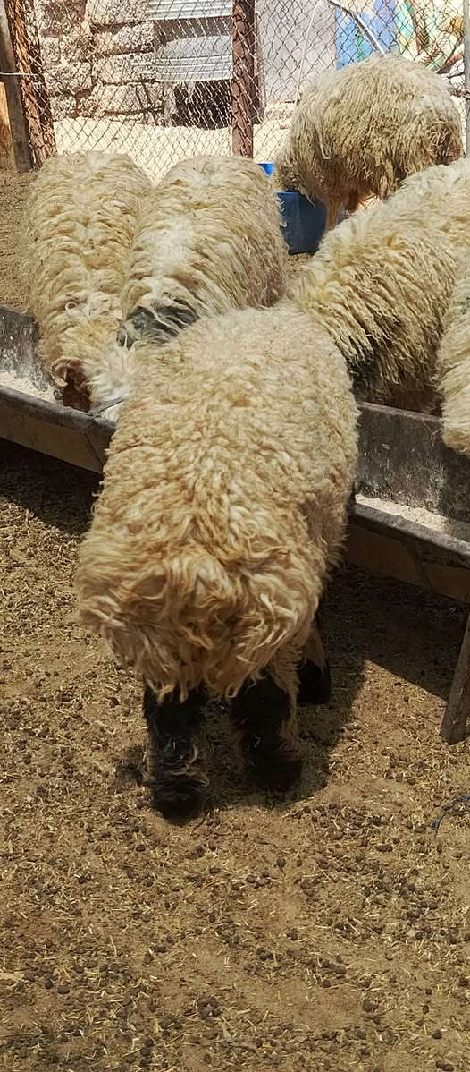 طليان  للبيع شراي يتصل ***********.   ***********
