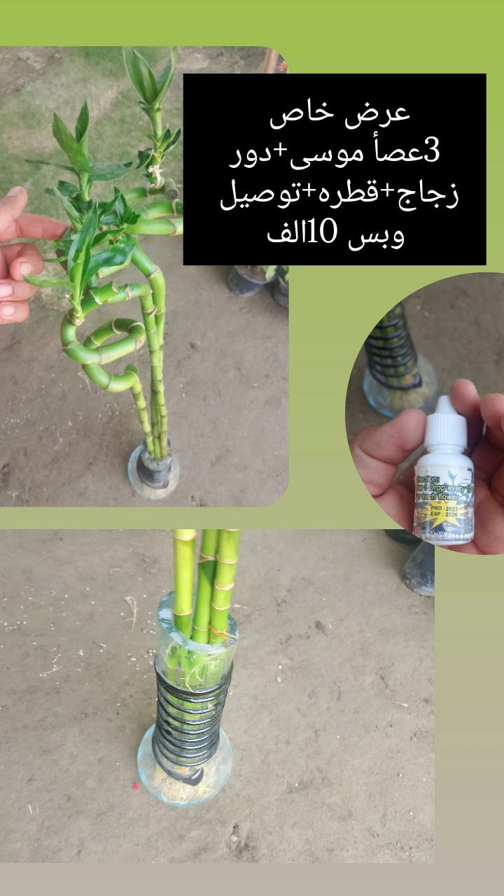 ❗❗عروض مميزه ❗❗
يقدم لكم🌹 مشتل الانوار🌹
 عن عروض خاصه 🌲
بأنواع الأشجار.🪴🌹
تفاصيل أكثر داخل المنشور!
العنوان📍 صويره شارع العام🛻🛻 مجاور مجمع أبو زهراء للسيراميك.


**إذا كنت صاحب هذا الإعلان وتريد حذفه لأي سبب، رجاءا أرسل رسالة إلى الدعم الفني**