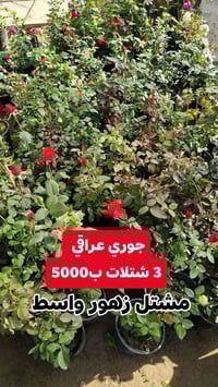 3 شتلات • مشتل زهور • توصيل الكوت