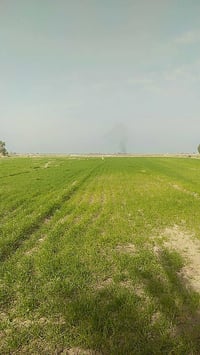 دوانم • اطراف ابو غريب • زراعي تجاري