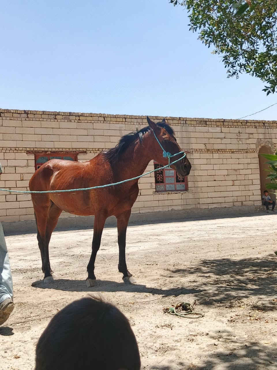 السلام عليكم خيل لبيع مناسبات مكان ناصريه ***********
