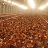 مشروع دواجن • ٨ دوانم • ٥٠٠٠٠ طير