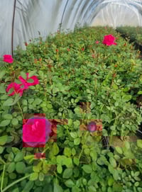 شتلات • جملة ومفرد • توصيل النجف