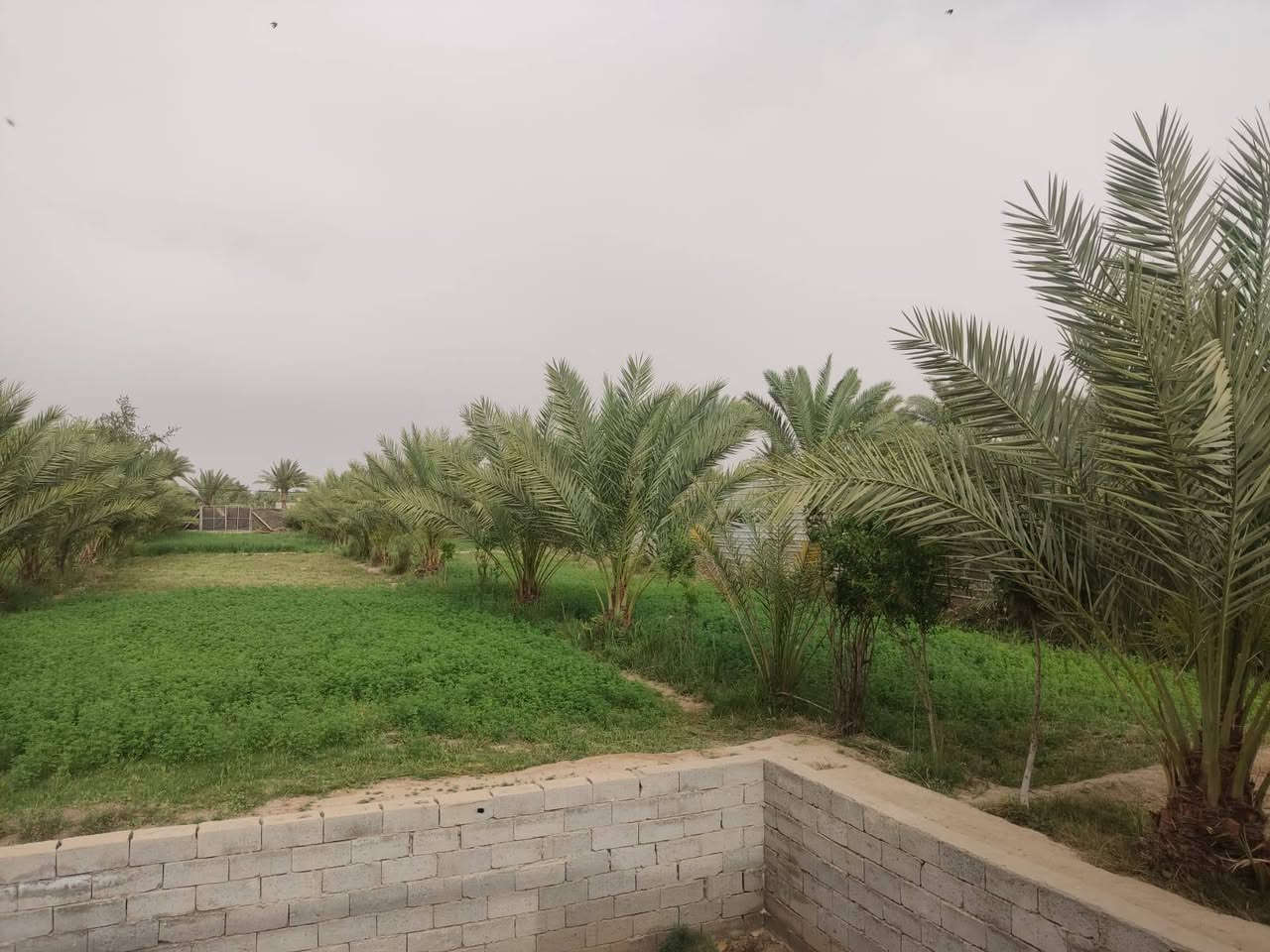 #مزرعة_مع_دار طابقين للبيع 🌴🏡 📐 المساحة: دونم ونصف 
📍 الموقع: الديوانية – طريق الدغارة – نزلة النبي شعيب
يبعد عن الشارع الرئيسي حوالي 600 متر
الطريق تبليط لحد الموقع

🏠 مساحة البناء: 200 متر 
▪️السند:-زراعي 25 مداور مباشر 
📏 أساس البيت: 60 × 40

🔹 تفاصيل الدار:

* طابقين كونكريت
* استقبال كبير 10×5 متر
* 6 غرف نوم
* مطبخ عدد 2
* مطبخ فوق حار وبارد
* مطبخ جوه حار وبارد
* مجمع صحي خارج البيت
* داخل الصالة حمامين + تواليت عدد 2

🌴 المزرعة تحتوي على:

* حوالي 200 نخلة
* أشجار فواكه متنوعة:
    * رمان
    * تين
    * زيتون
    * تفاح
    * عرموط

💧 ماء إسالة متوفر
⚡ الكهرباء متوفرة
✅ كلشي جاهز للسكن والزراعة
🔨 توجد بعض النواقص بالبناء والبيت غير مكمل بالكامل 

للأستفسار الاتصال على الرقم ***********
