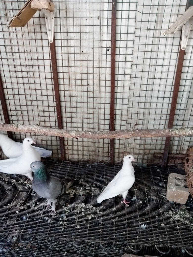 السلام عليكم ارافل طيره فحل السعر ٢٥ قفل مسكيه وفضيه انطيهن هديه مكان زعفرانيه الشراي يجي خاص


**إذا كنت صاحب هذا الإعلان وتريد حذفه لأي سبب، رجاءا أرسل رسالة إلى الدعم الفني**
