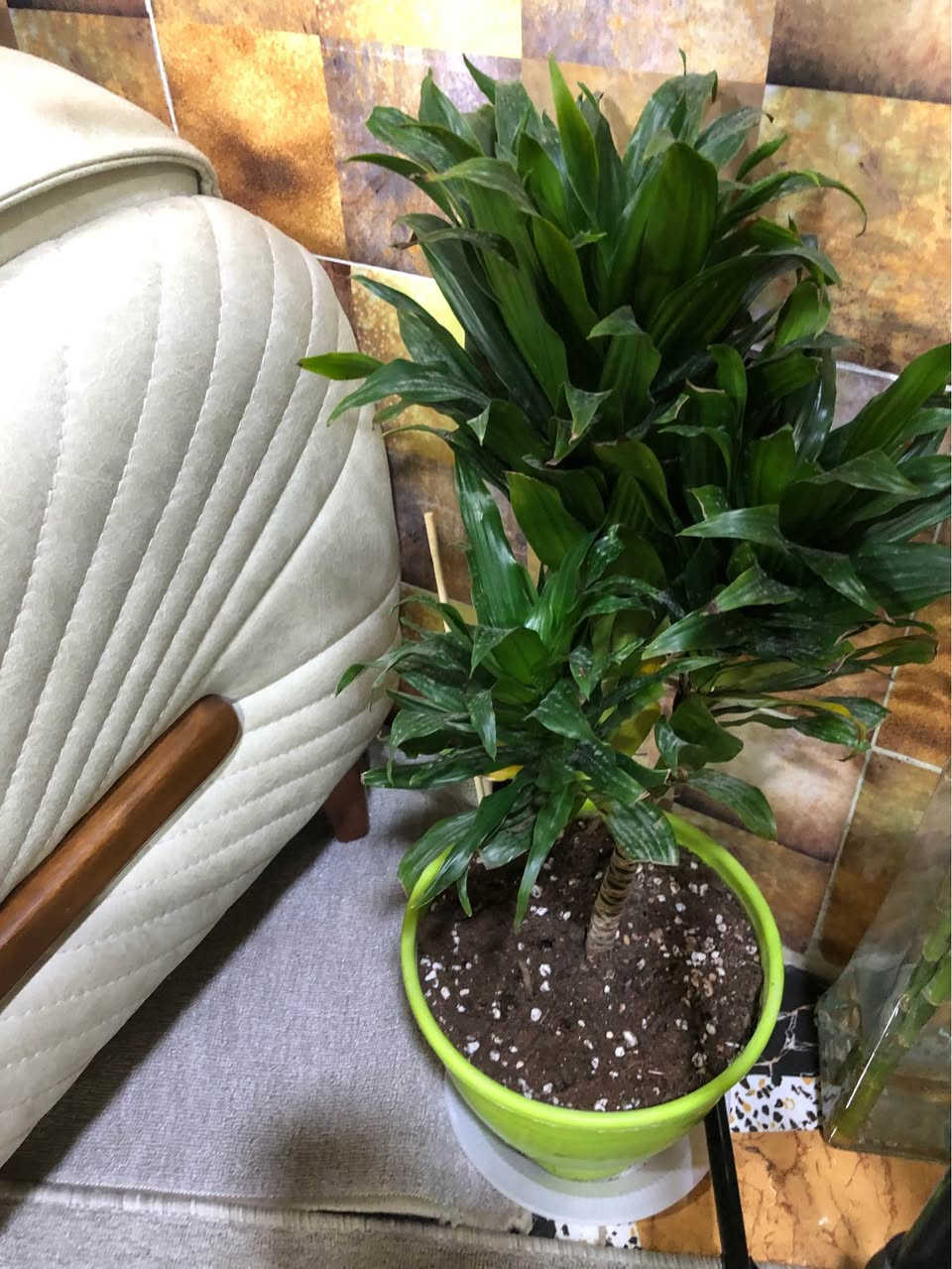 ١٣ زرع بيهم داخلي خارجي وياهم اضاءه لزرعات داخلي كلهم ويا نشره٧٥ الف كركوك, العراق


**إذا كنت صاحب هذا الإعلان وتريد حذفه لأي سبب، رجاءا أرسل رسالة إلى الدعم الفني**