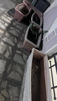 سنادين • حجم كبير • ١٠ قطع