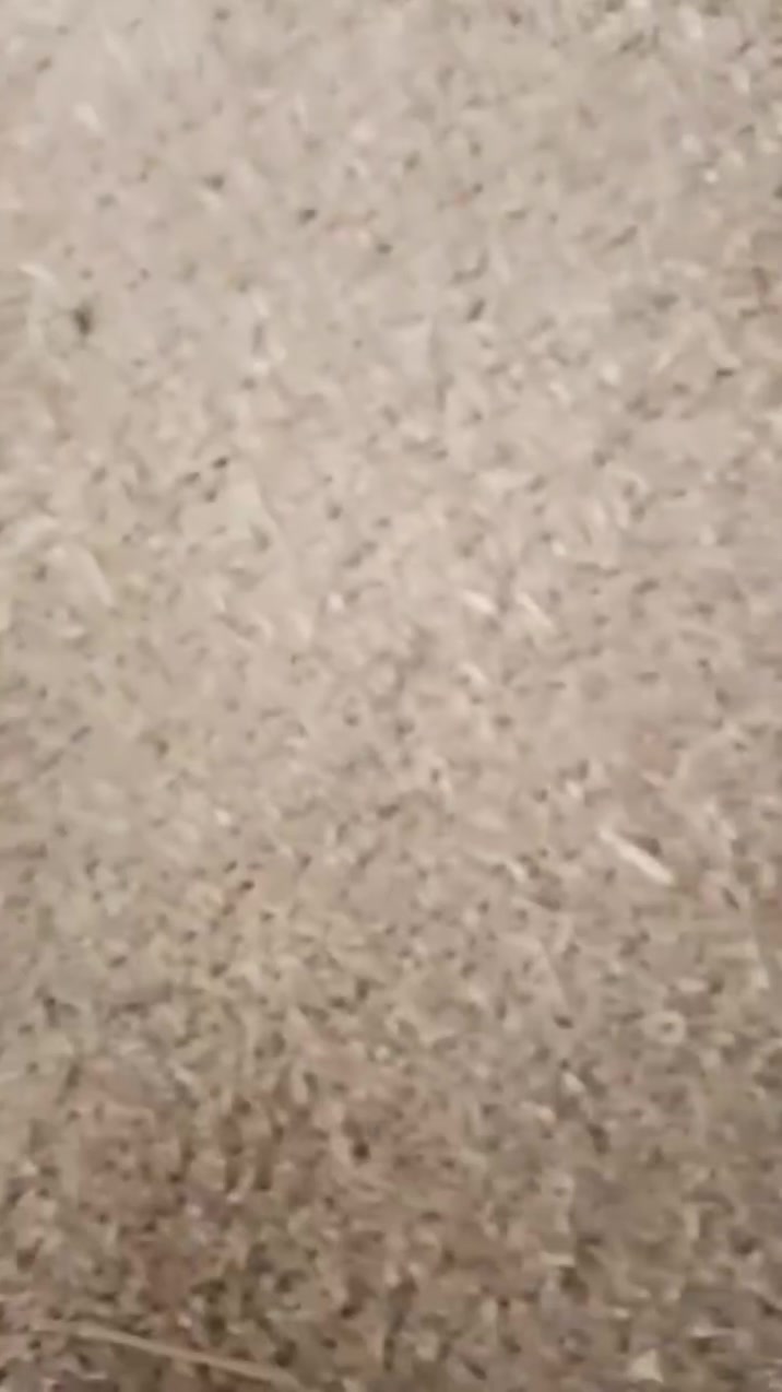 سلام عليكم عظم الله اجوركم وجورنا بمصاب ابا عبدالله الحسين عليه السلام 

تتوفر علاف شوائب درجه اولى  شرط مابيه تراب علف درجه اولى لاستفسار توصل ***********
