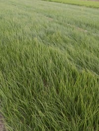 داية بصل حار للبيع 07830576580