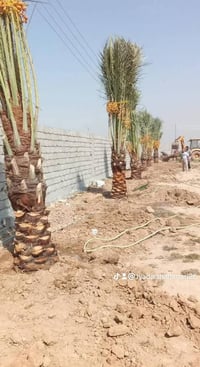 واسط • إمايات • ارتفاع ١م