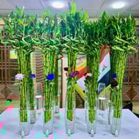 بامبو ١-١٫١م • ١٠ قطع • دورق زجاجي ٦٠سم