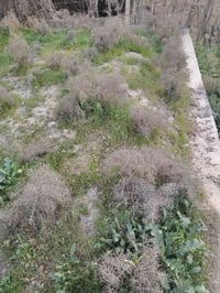 شارع الامام • ١٠٠م • سند زراعي ٢٥