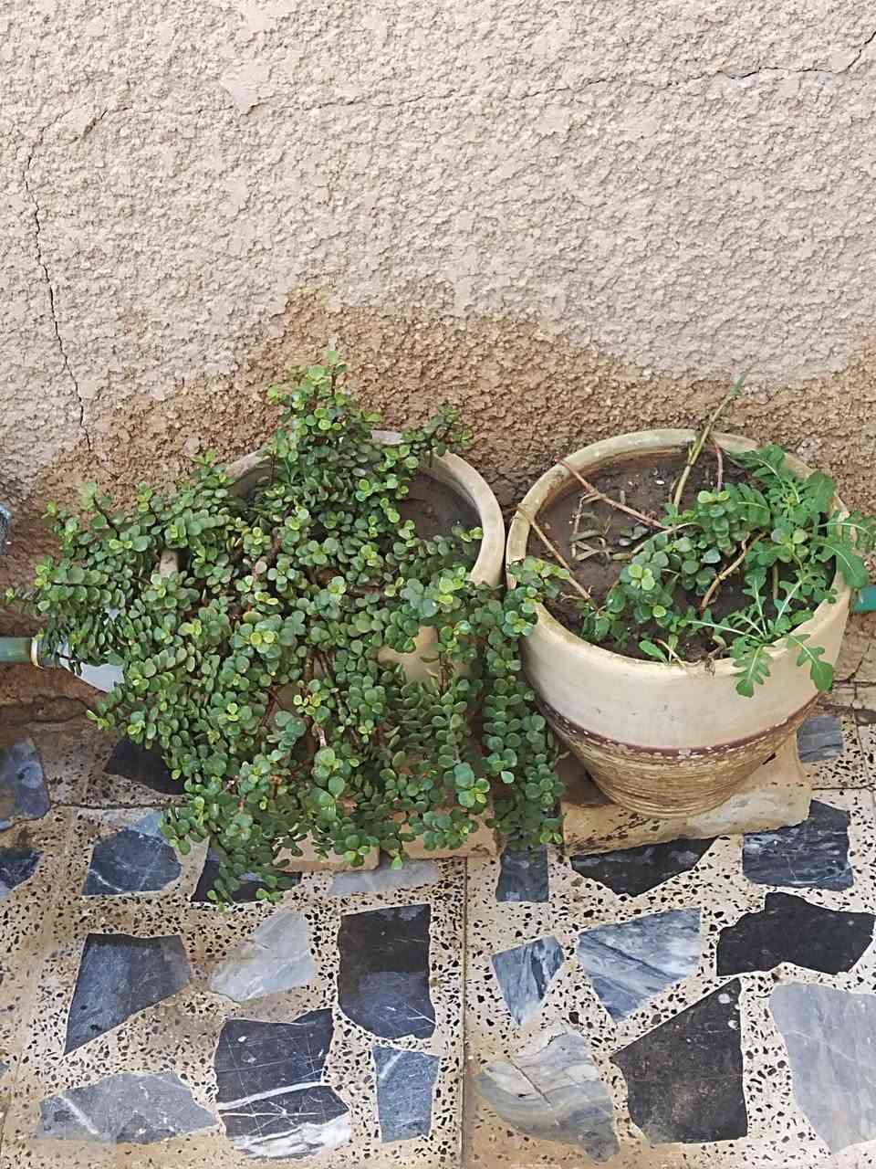 سنك تزكام كلش قوي وثخين ب٨٠ قفل
٣سنادين كبار فخار ب٣٠ قفل كربلاء, العراق


**إذا كنت صاحب هذا الإعلان وتريد حذفه لأي سبب، رجاءا أرسل رسالة إلى الدعم الفني**