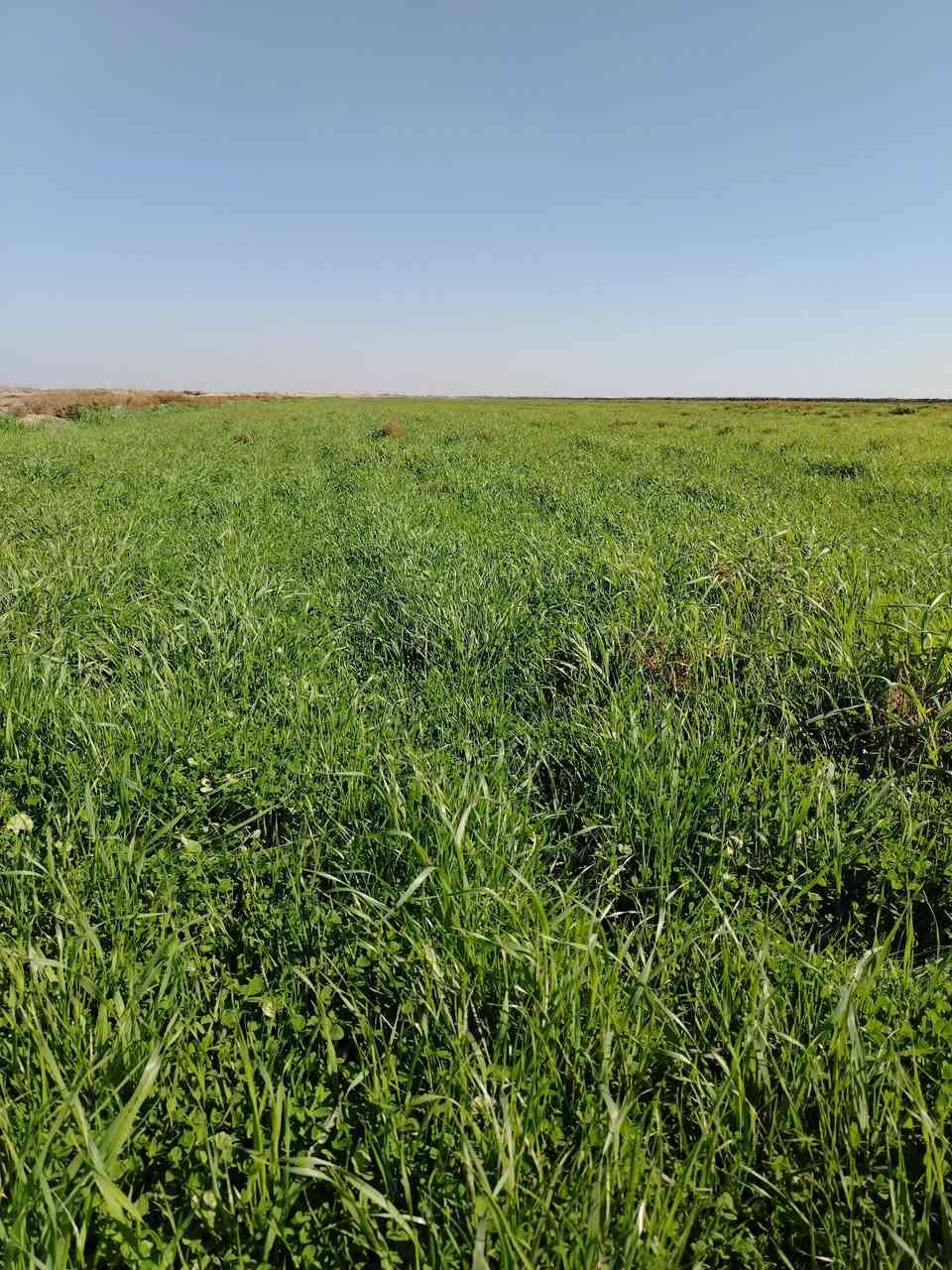 سلام عليكم دغل للبيع مساحه الأرض 205دونم ٩٥دونم مسكينه والباقي مخضر جاث على المطر مكان ميسان كميت بيه بيت وكهرباء وتبليط شارع للباب ومكينه ماي ع كهرباء ستفسار على رقم ***********
