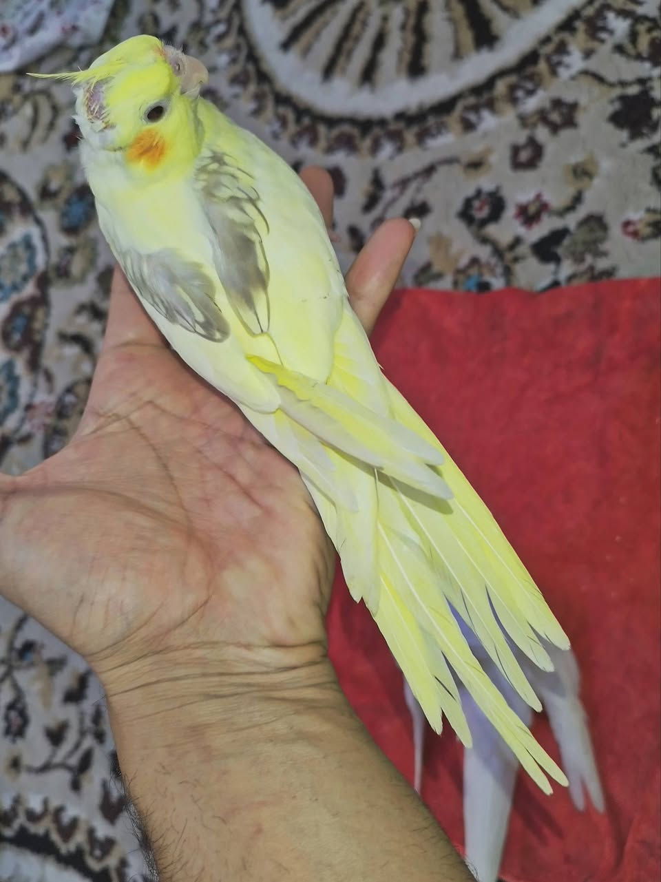 دووتاک کۆکتیلی فول ماڵی بەردەستە
بەسیعریکی زۆر گونجاو سیعری دووتاکی کیوییە 
تاکی 35هەزار بێ مامەڵە 
سپیەکە تۆزیکی باڵی مقەست کراوەو دەرهاتۆتەوە 
بەپیی توانا گەیاندن هەیە
شوینمان هەڵەبجەی تازەیە 
***********
***********
