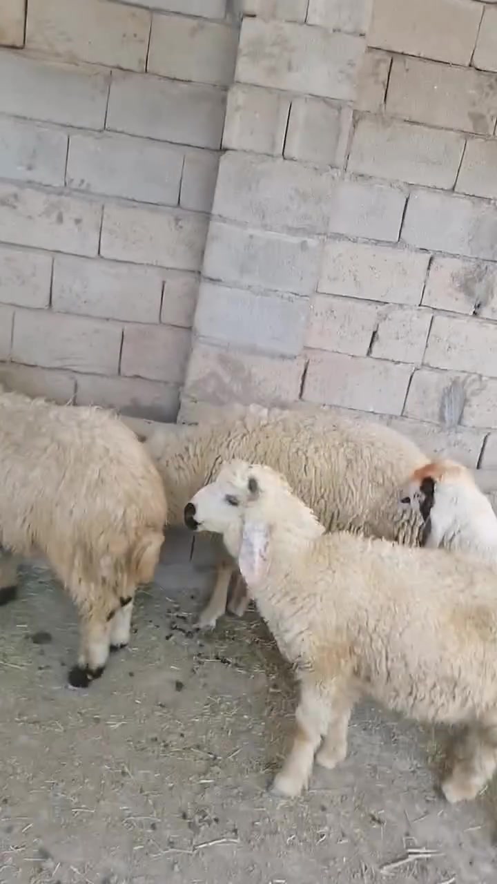 يالله سلام عليكم اخوان طليان العدد ٤ كلهن افحل ثنين نذاريات وثنين خشنات الي يريىدهن هسا يتواصل وياي وبل خدمه المكان واسط الشحيميه قريه 10
*********** 
يالله سلام عليكم اخوان طليان العدد ٤ كلهن افحل ثنين نذاريات وثنين خشنات الي يريىدهن هسا يتواصل وياي وبل خدمه المكان واسط الشحيميه قريه 10
