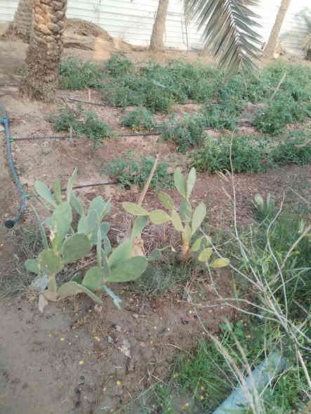 السلام عليكم ورحمة الله  👋🏻⁉️

✅شاليه  للبيع ✅👇🏻👇🏻

#مساحته : ⚜️ (2500متر )) ⚜️
شارع 10 متر ركن
مع دار استراحه
يحتوي على انواع الاشجار ونخيل 
العنوان ابي الخصيب محيله
قرب شط العرب 
سعر 600 وبي مجال الطيبين
جيران ناس ذهب 

#نوع العقار 📑  : طابو صرف عراقي تحويل 
استفسار ***********
