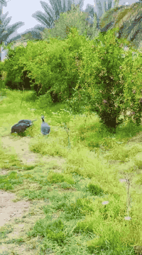 هوى الشام • ١١ دونم • نخيل وفواكه