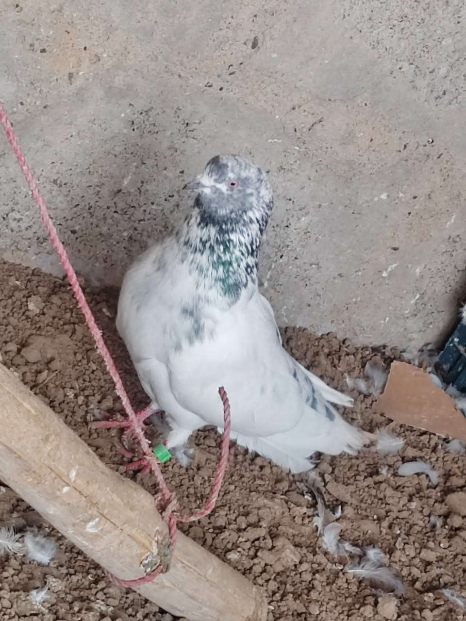 زوج بصراويه فول
زوج تار
زوج فحل


**إذا كنت صاحب هذا الإعلان وتريد حذفه لأي سبب، رجاءا أرسل رسالة إلى الدعم الفني**