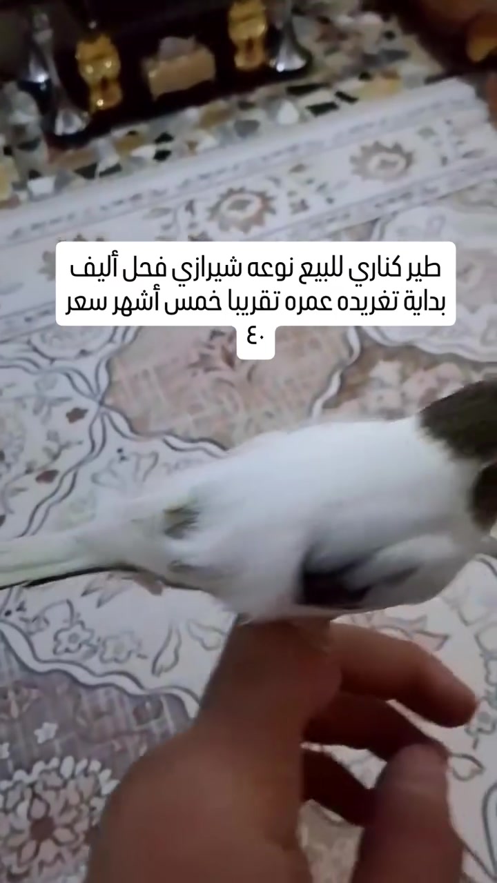 شعدكم غراض للبيع دزوهن خااص


**إذا كنت صاحب هذا الإعلان وتريد حذفه لأي سبب، رجاءا أرسل رسالة إلى الدعم الفني**