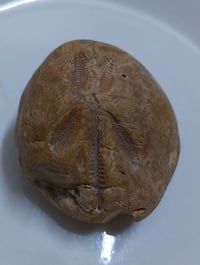 قنفذ متحجر • حجر بحري • كركوك