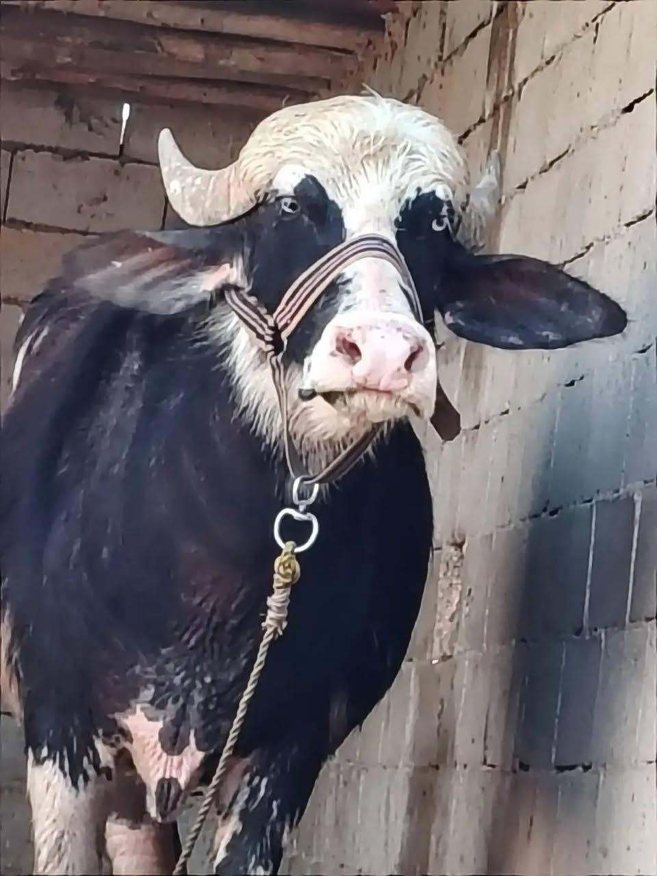 حشوه فراتيه ماخض عليها ٨ اشهر حشوه فول مواصفات درجة أولى مشروطه كافة شروط الجني المكان ميسان الرقم ***********
