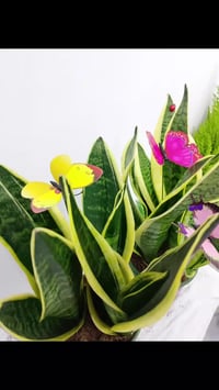 توصيل متوفر • ديكور وحديقة