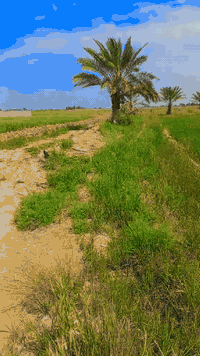 دونم للبيع واجهيه ٥٠متر ونزال٥٠ مترمع دارهيكل معكوده منها غرفتين مزروعه نخل عله الطراف كهرباد مي سقى  سعر ٧٠ مليون وبيها مجال لعنوان الجسر الفرنسي قريه العوادل شارع المدرسه الاتصال ***********
