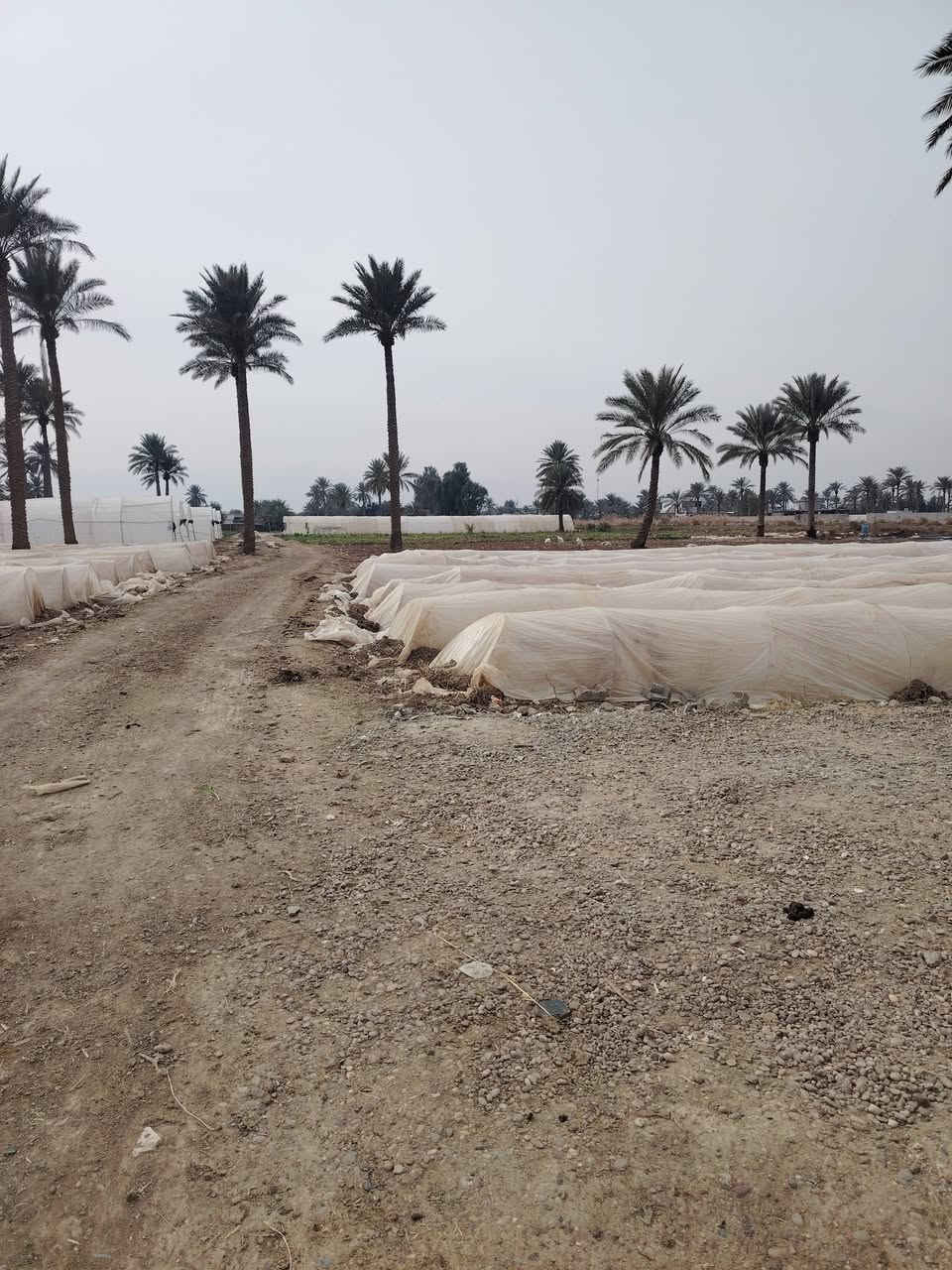 قطعه أرض مساحه 5 دونم 2 دونم طابو صرف و3 عقد زراعي مع 3 بيوت جاهزه لسكن قريبه على الشارع ماء اساله و كهرباء مساحه البيوت 170 و250 و 150 الاستفسار اتصل على الرقم ***********
