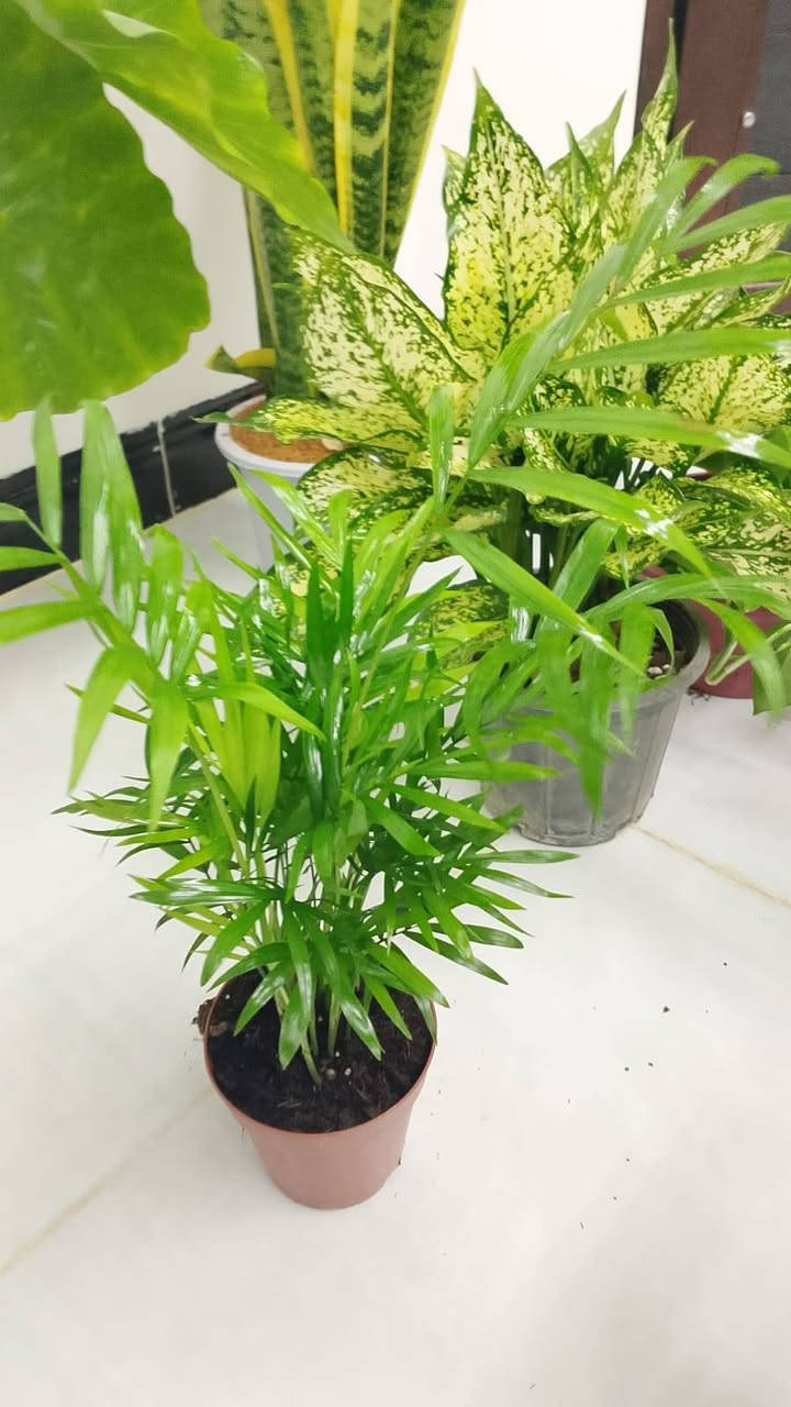 أنواع النباتات الضليه والخارجية
بأنسب الاسعار يوجد لدينا توصيل جميع مناطق كركوك والمحافظات


**إذا كنت صاحب هذا الإعلان وتريد حذفه لأي سبب، رجاءا أرسل رسالة إلى الدعم الفني**