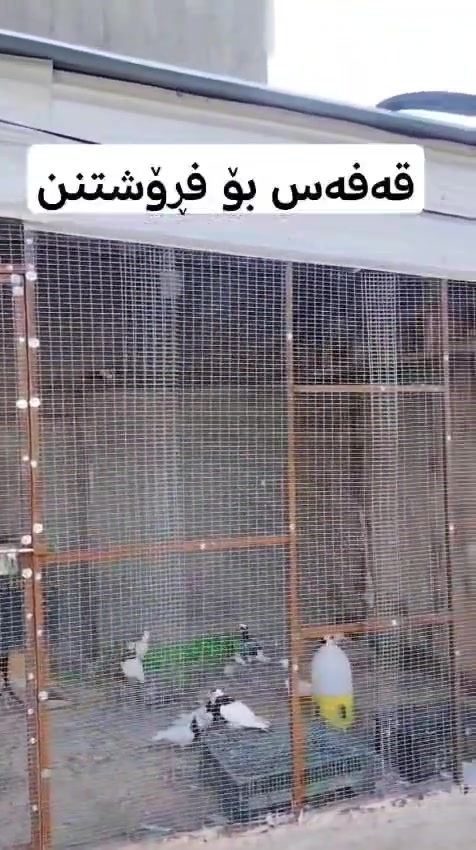 قفس بۆ فرۆشتن 

درێژی 3 مترە 
پانی 2متر و نیمە 

قفسەکەی چینکۆیە دولایە درێژی و پانی لێ سقفەکەیا

سعری 150


**إذا كنت صاحب هذا الإعلان وتريد حذفه لأي سبب، رجاءا أرسل رسالة إلى الدعم الفني**