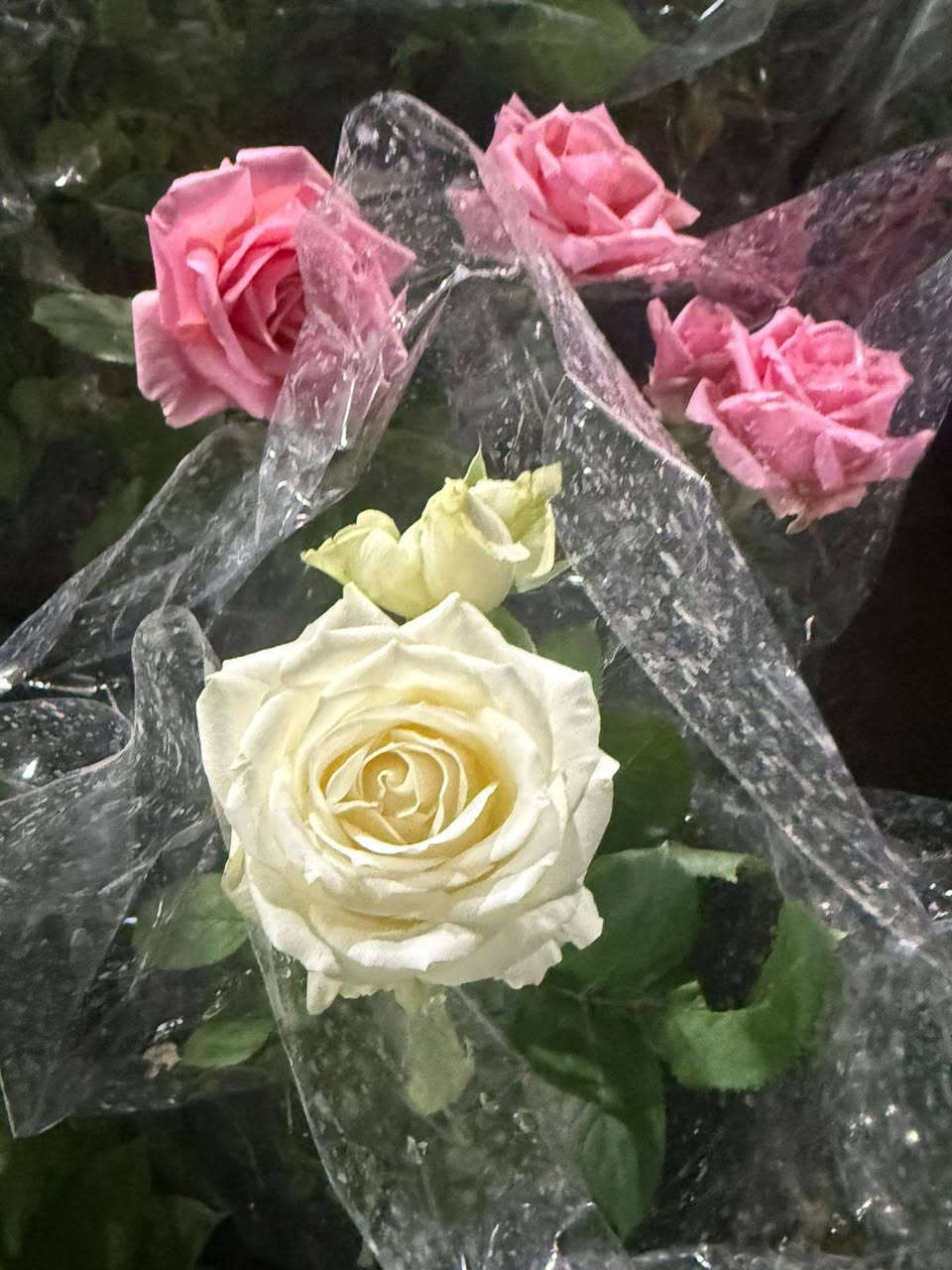 ورد جوري قديفه الوان جميلة


**إذا كنت صاحب هذا الإعلان وتريد حذفه لأي سبب، رجاءا أرسل رسالة إلى الدعم الفني**