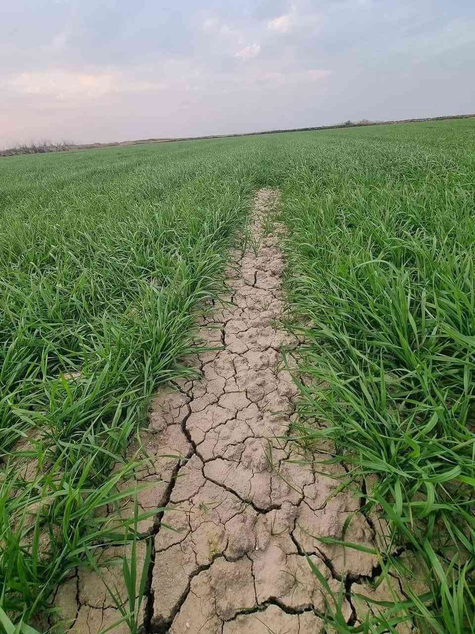 السلام عليكم اخوان الفلاحين والمزارعين يتوفر في مكتب الرافدين للزراعة الحديثة 
مفسد البذور قبل وبعد الانبات #بروكسي و #رولكس  
📞 للحجز والاستفسار أو الاستشارة
 المجانية: (*********** & ***********)
العنوان كركوك طوبزاوه قرب فلكه تكريت على الشارع العام  قرب مول الأخوين ..
