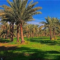 المسيب • دونم وربع • طابو صرف