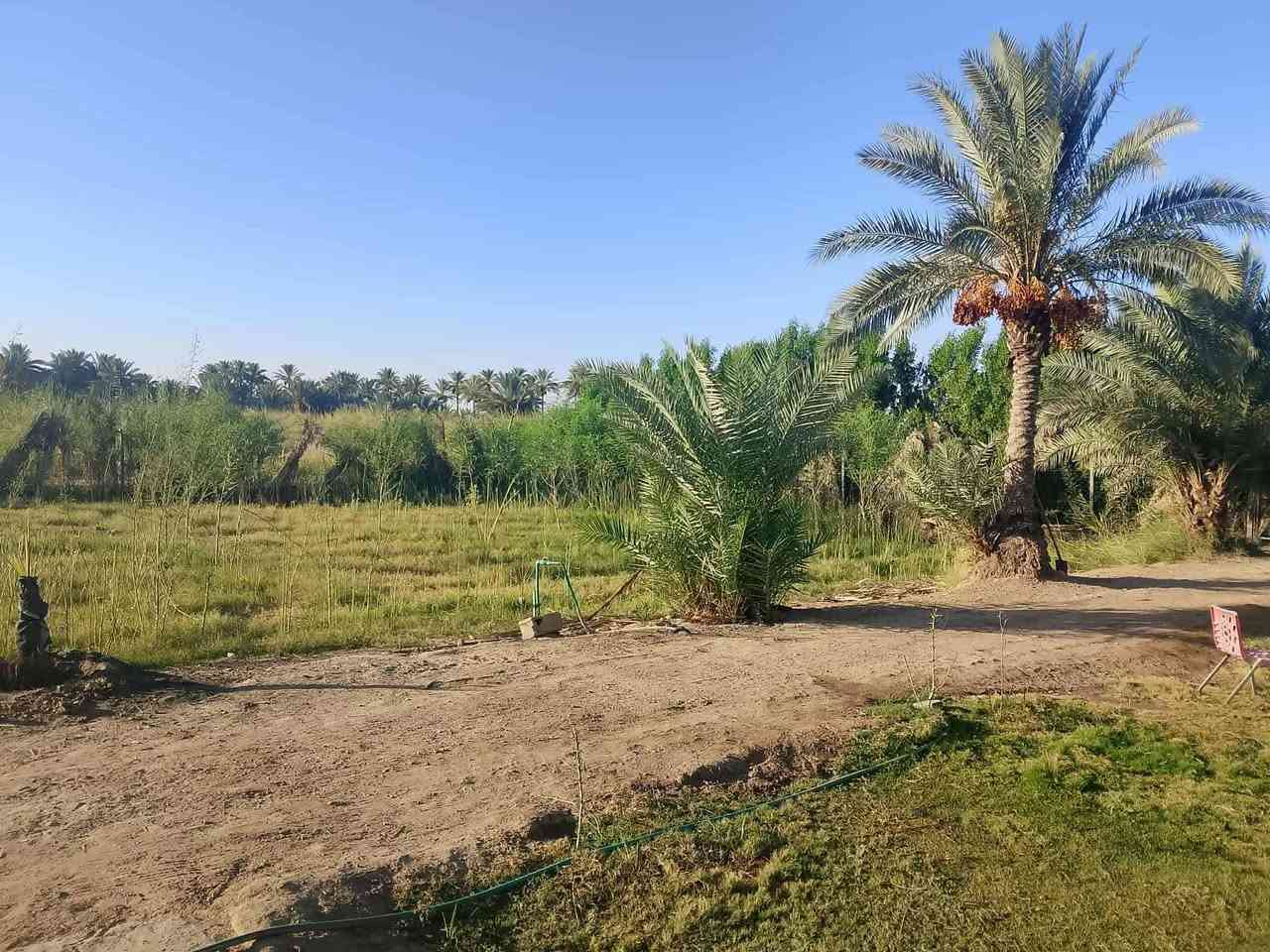 السلام عليكم
للبيع....
بستان +بيت
 المساحة 3260 مربع 
مساحه البيت ٣٥٠ م
زراعي بناء مرتب حديث بلوك
طابق واحد يتكون من ٥ غرف صحيات داخليه وخارجيه
نخل مثمر عدد ٣٠ نخله حديقه اماميه للبيت
عقد ١١٧ بستنه
على نهر دجله يبعد عنه ١٠٠ متر
ويبعد عن شارع التبليط ١٠٠ متر
يمه مدرسه ومسوصف وخدمات كامله 

المكان واسط الكوت
قضاء النعمانيه
 منطقة الكراده
السعر ٧٥
موقع ممتاز
للأستفسار***********
***********
