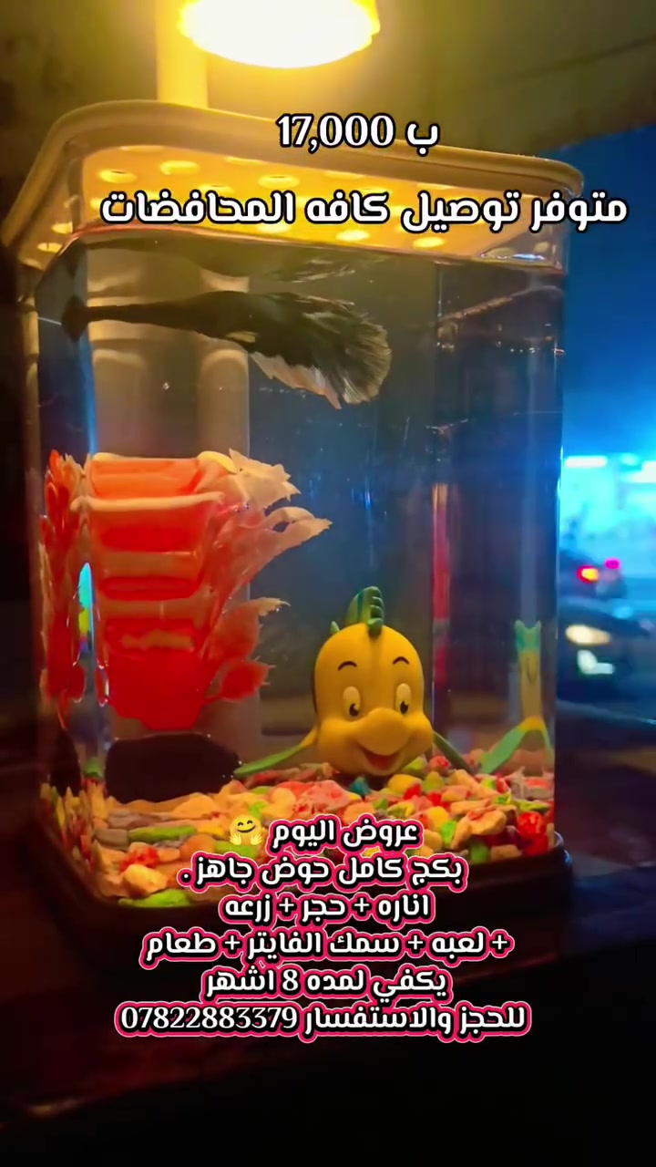 عروض اليوم ولكميه محدوده 🤗
***************************
حوض جاهز للفايتر وحده ب13,000الف
بكج كامل .
حوض + حجر + لعبه + زرعه + طعام يكفي 9 اشهر
+ سمك الفايتر حسب رغبتك بنوعه ولونه 
كل هذه بسعر 17,000 الف 
/////////////////////////////
متوفر توصيل كافه المحافضات .
للحجز والاستفسار ***********
أو تواصل معنا مباشر عبر حساب التيك توك 
https://www.tiktok.com/@memo.fach?_r=1&_t=ZS-974X9C5AqCP
