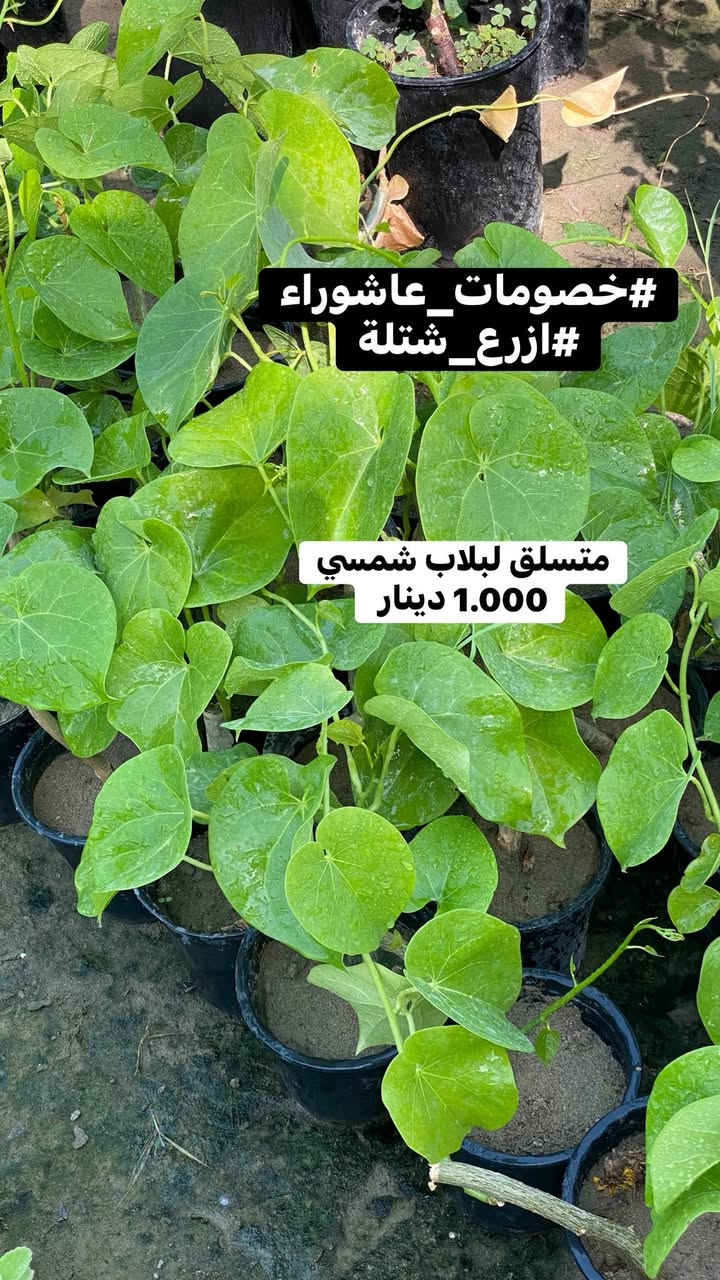 🌳 سلام عليكم جميعاً 🌳

🏴 #خصومات_عاشوراء 🏴

فقرة جديدة ندعم ونحث على زراعة 🌳 شجرة في ايام #عاشوراء_الحسين 

بمناسبة أيام عاشوراء الخالدة، واستلهاماً من قيم العطاء والإصلاح التي جسدها الإمام الحسين (عليه السلام)، يسرّنا أن نعلن عن خصومات عاشوراء الخاصة على مختلف النباتات والأشجار.
ندعو الجميع إلى المساهمة في نشر المساحات الخضراء والتشجير، فغرس شجرة اليوم هو صدقة جارية وأثر طيب للأجيال القادمة.
🌿 خصومات مميزة�🌳 أشجار ونباتات متنوعة�🌱 معاً نحو بيئة أجمل وأكثر خضرة
أهلاً وسهلاً بكم.

((     عن الإمام جعفر بن محمد الصادق قال:

“الزارعون كنوز الأنام، يزرعون طيباً أخرجه الله عز وجل، وهم يوم القيامة أحسن الناس مقاماً وأقربهم منزلة.)) 

( ملاحظة ) الاسعار داخل كل صورة 
تشمل جملة ومفرد ☘️
#ازع_شتلة
#من_اجل_بيئة_نضيفه🌱
#عدم_التصحر 🪾


**إذا كنت صاحب هذا الإعلان وتريد حذفه لأي سبب، رجاءا أرسل رسالة إلى الدعم الفني**