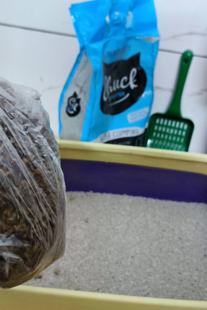 نوعيه هذا الذكر سكوش عمره 9 اشهر هادي ومتعلم ؏ التر بوكس ونضيف ويا كل مستلزماتهه واكل ، سعر 70 وبي مجال ، مكان بغداد الحريه الثالثة


**إذا كنت صاحب هذا الإعلان وتريد حذفه لأي سبب، رجاءا أرسل رسالة إلى الدعم الفني**