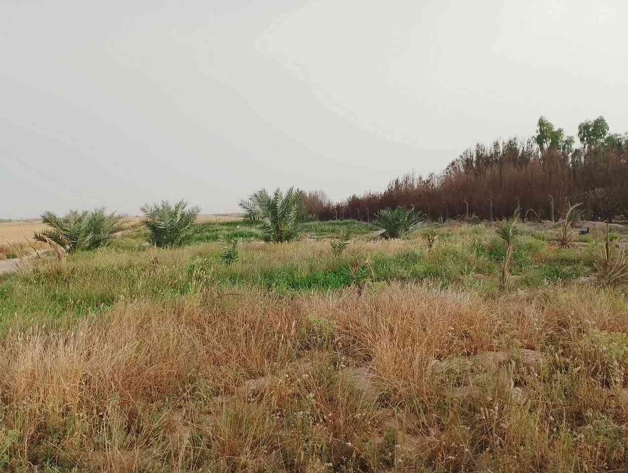 عشره دونم بشارع الديوك تبعد عن طريق كربلاء نجف كيلو ونص جهة النجف فيها غطاس محولة كهرباء خاصه بيت بلوك كذلك محل تجاري على الشارع عقد 35 المزرعه متكامله من كل شي فيها 44 نخله قسم يحمل وقسم بعده فقط شراي يراسل على الخاص


**إذا كنت صاحب هذا الإعلان وتريد حذفه لأي سبب، رجاءا أرسل رسالة إلى الدعم الفني**