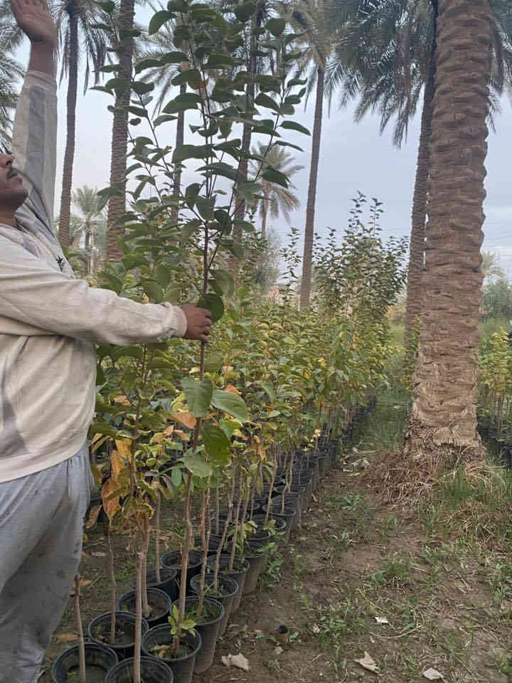 يتوفر لدي كافت انوع الشتلات والئزهار والحمضيت للتواصل ***********كربلاء الحسنينه
