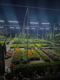 مشتل الزعفران يوجد لدينا جميع انواع الشتلات وألضلي والثيل الهندي درجة ...