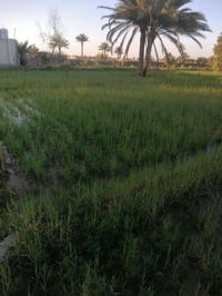 أرض زراعية • ٤٠ نخلة • ٢ دونم