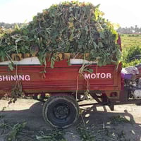 ستوته جمرة موديل 2016 محرك 22 اوراق اصولي شاصي مكفول كرهبائيات فقط بار...