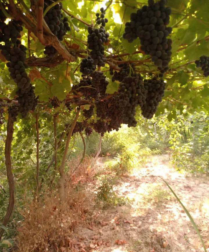 السلام عليكم يتوفر بستان للبيع أربعة دونم طابو زراعي سند 25 ديالى منصوريه الجبل قرب تقاطع الشوهاني تسقى سيح ماطور قطاس مسيجه مخدومه درجه اولى مزروعه عنب وباميه مقطه مزروعه أكثر التفاصيل ع الرقم أقرب داله تقاطع الشوهاني ***********
