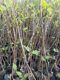 أشجار تين • توصيل الموصل